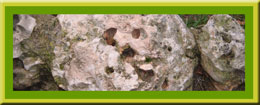 corteza de pino